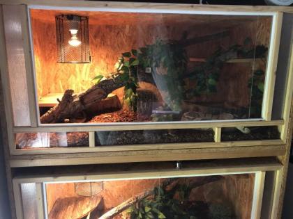 4 königspythons mit Terrarium zu verkaufen