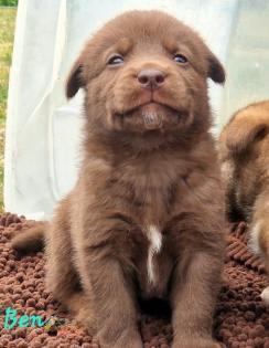 Labradormix Welpen Hündin