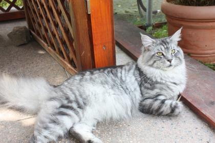 Drei Maine Coon kitten sind noch frei.