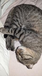Kater schweren Herzens abzugeben