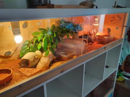 Leopardgeckos und Terrarium