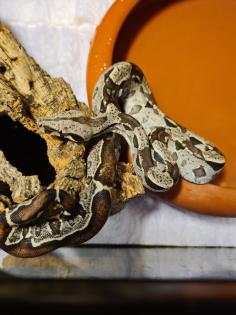 Boa constrictor imperator