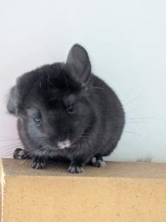 Chinchilla Babys Angora / Angoraträger suchen ein Zuhause