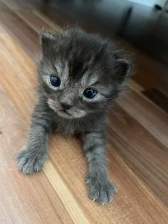 Noch 5 BKH/BLH Mix Kitten