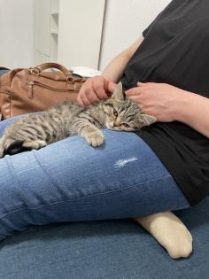 Zwei Kitten suchen ein tolles zuhause
