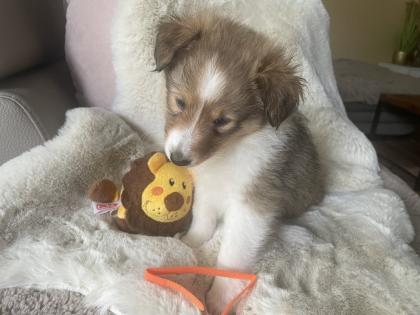 Süße Sheltie Welpen suchen einen Platz zum kuscheln