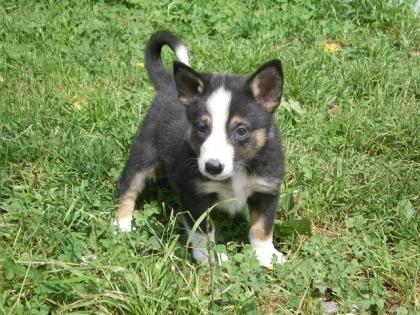 Boarder Colliewelpe
