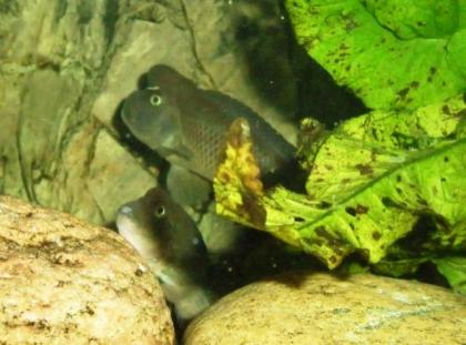 Buckelköpfe - Steatocranus Casuarius