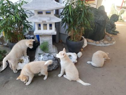 Akita Husky im Allgäu