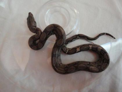 Boa Constrictor Imperator jungschlangen