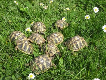 Griechische Landschildkröten Nachzucht 2021