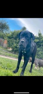 Cane Corso