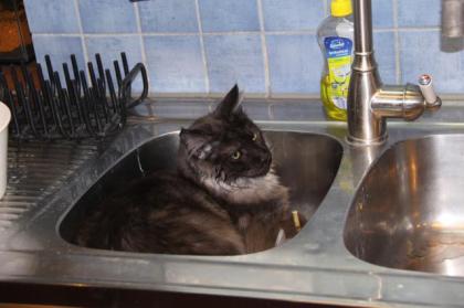 Maine Coon/Sibirische Waldkatzen Babys