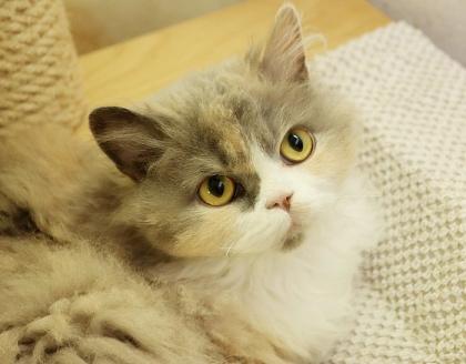 Selkirk Rex Kätzchen