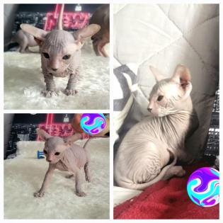 Don Sphinx Kitten