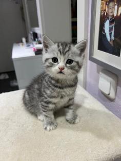 BKH Kitten