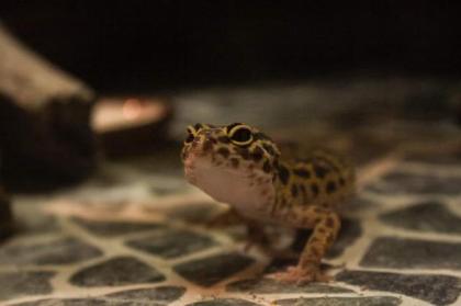 Leopardgeckos