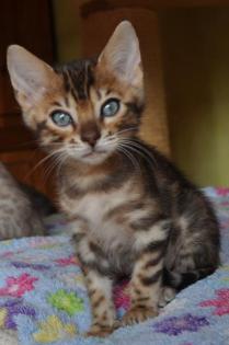 Bengal Kitten aus liebevoller, langjähriger Zucht in Snow sowie klassisch black