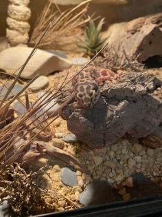 Leopardgecko Weibchen zu verkaufen