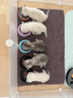 5 Wunderschöne BKH Kitten