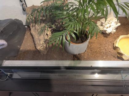 Kornnatter Schwarz Grau mit Terrarium und Buch