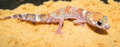 1 Männchen Australischer Dickschwanzgecko Bellende Geckos Underwoodisaurus millii HYPO YELLOW Line