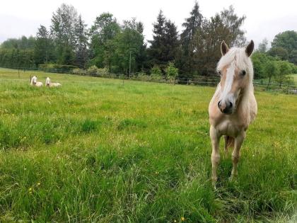 2-jährige Haflinger Stute