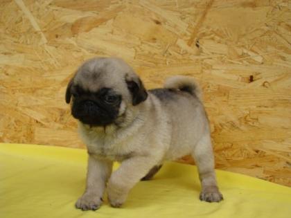 Mops babys suchen neues zuhause