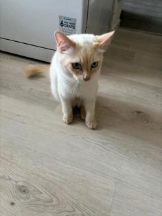 Heilige Birma Kater Simba