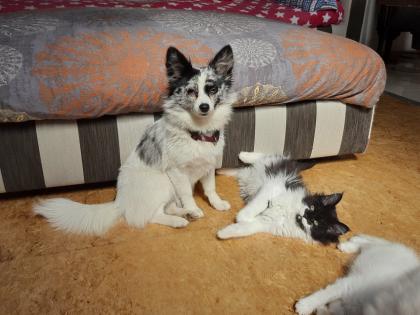 Maine coon Ragdoll Edelmix Kitten suchen tolles neues Zuhause