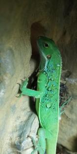 Fidschi Leguane Brachylophus fasciatus