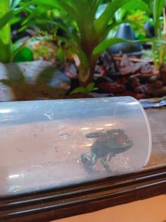 Dendrobates auratus birkhahn 2. 3