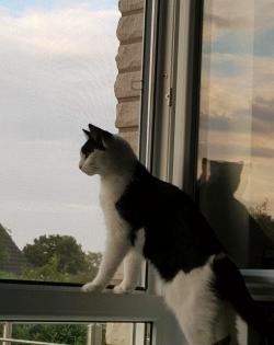 Katze Emma schwarz weiß IMMER NOCH vermisst.