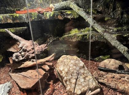3 Kornnattern inkl. hochwertigem Terrarium und Zubehör abzugeben