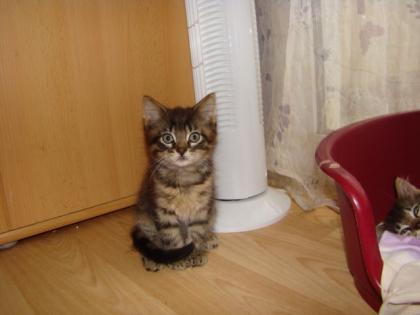 2 kleine Coonie-Mixe suchen neues Kuschelheim