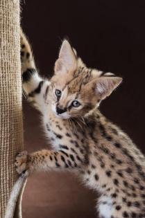 Serval Kitten