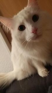 Katze Main coon
