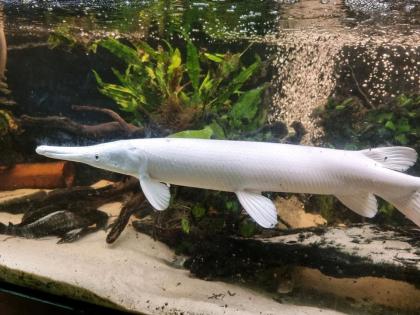 Platinum white Alligatorhecht AAA 70cm