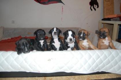 American PitBull Terrier Welpen