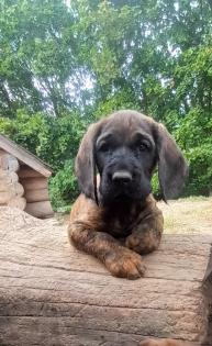 Hannoversche Schweißhunde