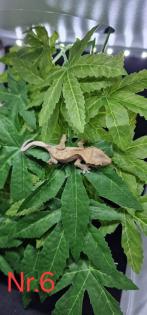 Correlophus ciliatus Kronengeckos 0. 0. 12