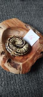 Mehrere Königspythons Regius abzugeben in Soest/Nrw