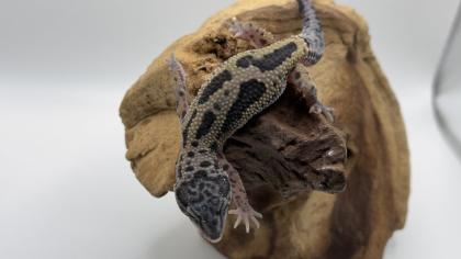 Leopardgecko 1. 13. 16