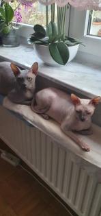 Don. sphynx
