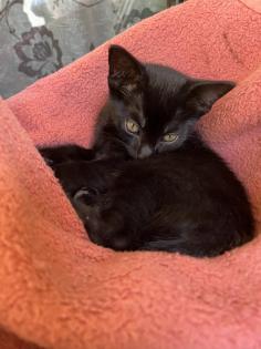 Mischling Katzen Kitten Baby