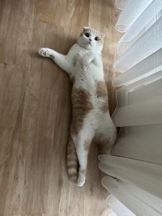 Scottish, Fold Kater