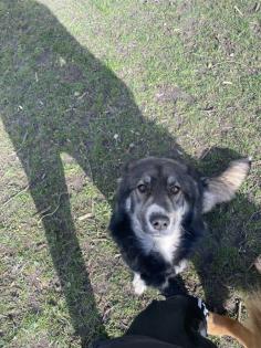 Schäferhund Mix Welpen zu verkaufen,