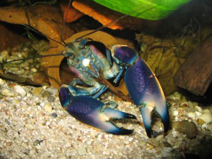Sehr schöne Cherax Hoa Creek blau-rosa Krebse abzugeben
