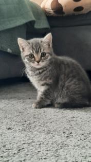 Bkh Kitten 1- weibchen ist frei