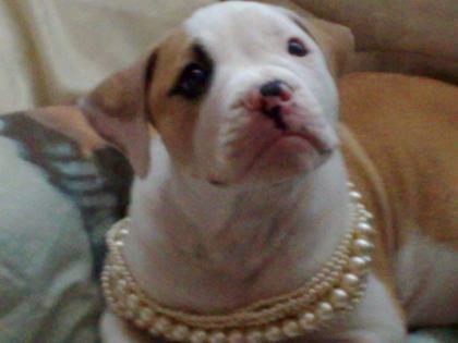 American-Bulldog Welpe 7. Mon Sucht neues Zuhause